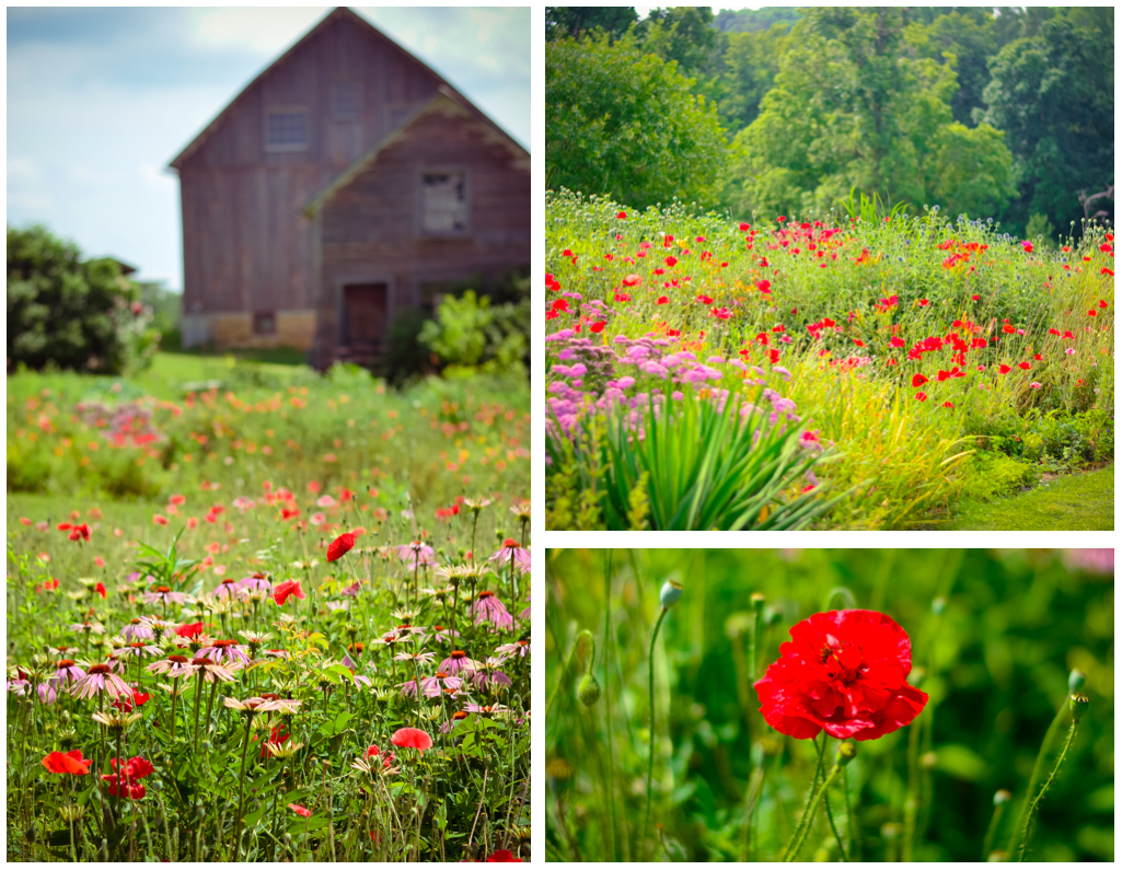 magically beautiful poppies