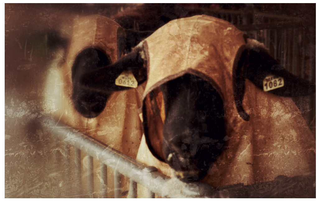 sheep ninjas