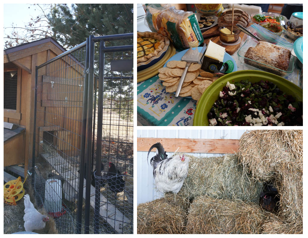 food and chickens