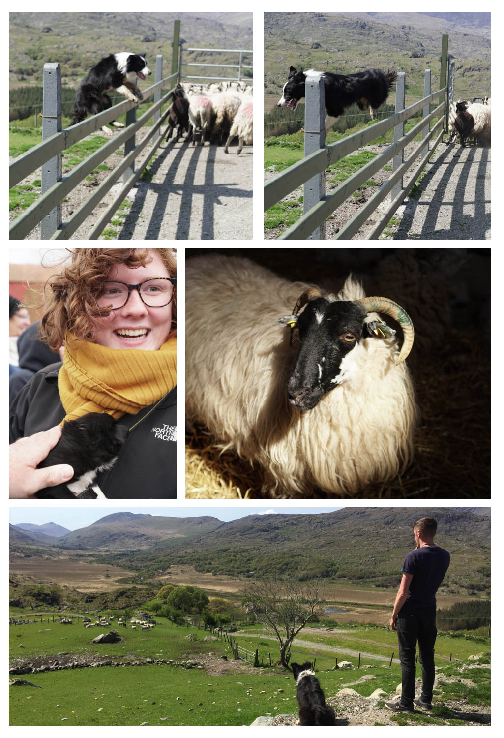 Sheepdogs and sheepies