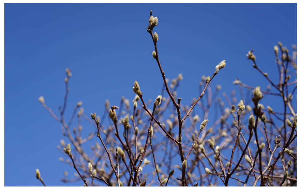 pussywillows