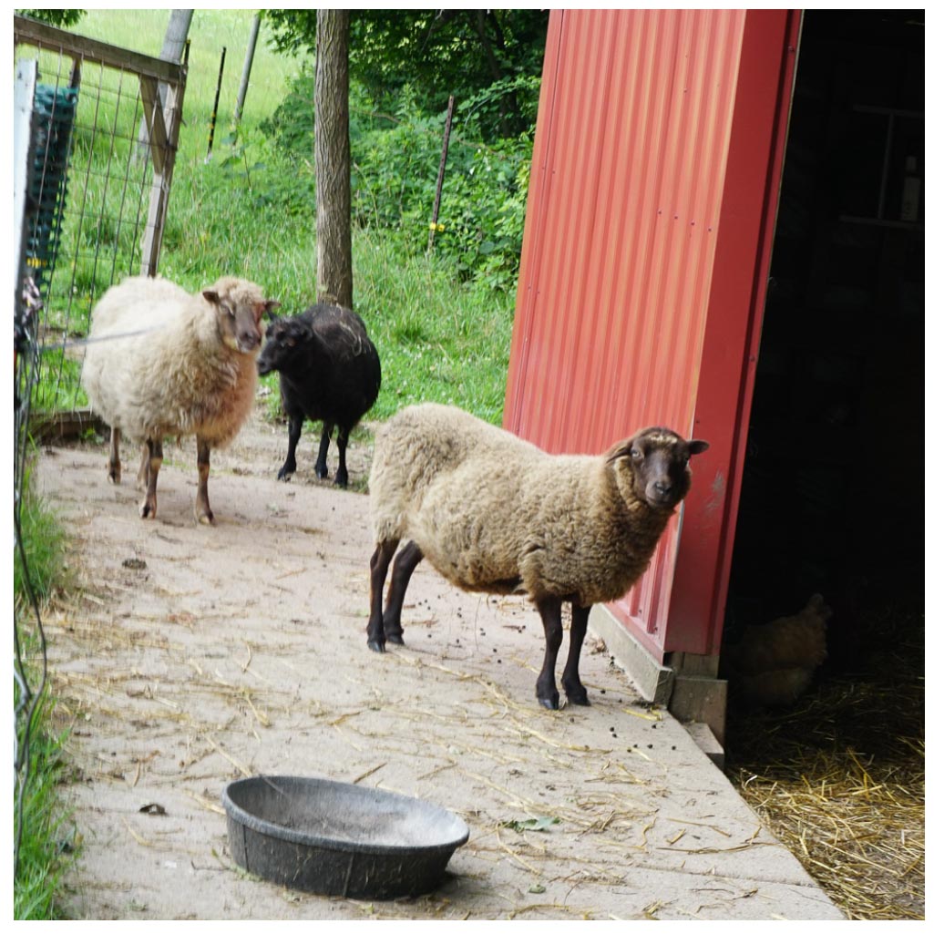 sheepies