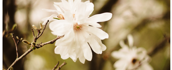 magnolia blossum