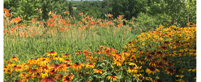 summer flowers