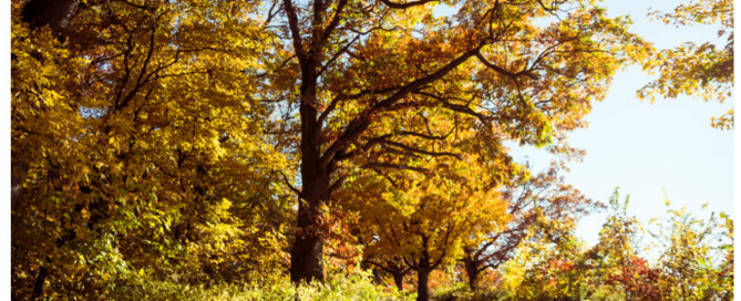 golden trees