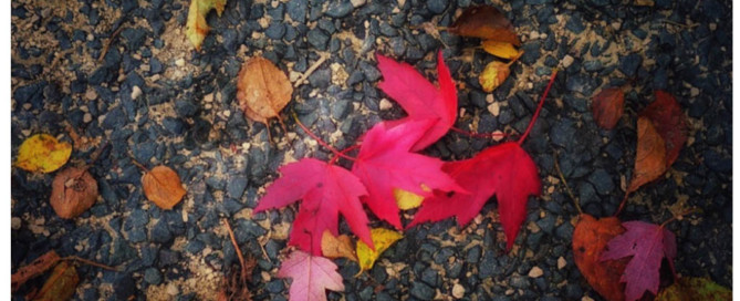 red leaves