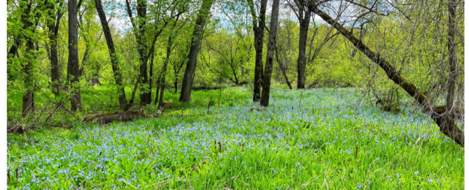 bluebells